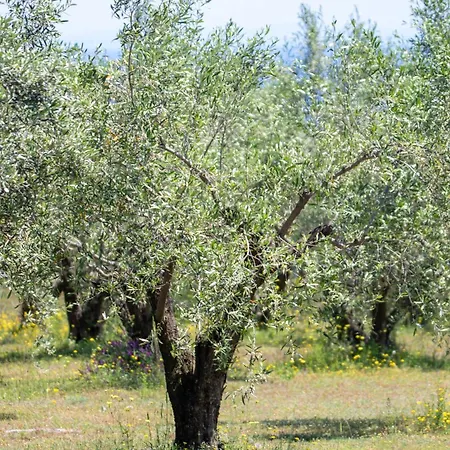 Zeusplace Olympus Olive 1 * Leptokarya (Pieria)